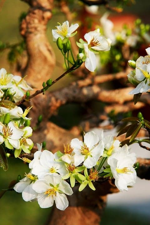 Calendrier lunaire jardin 2026 : guide pratique complet