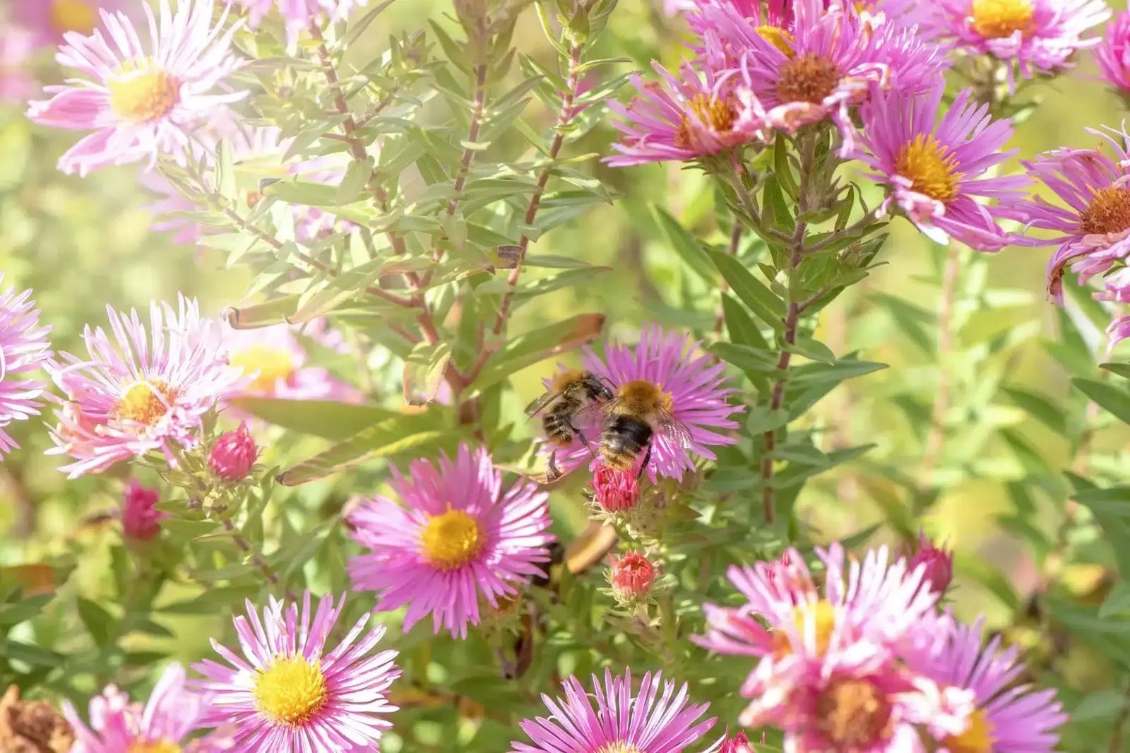 abeille jardin