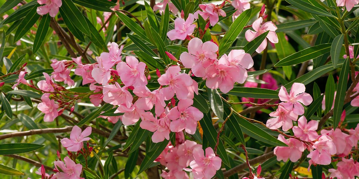 tabebuia rosea pink flower for natural background
