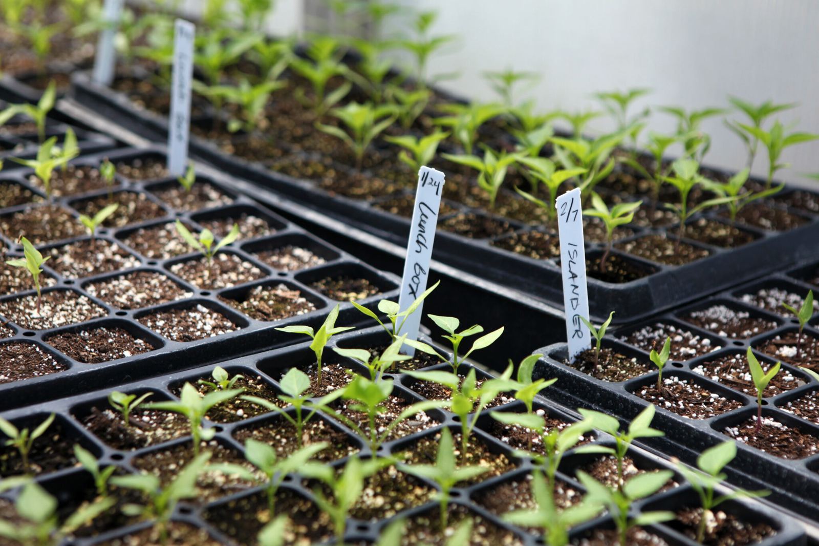 vegetable seedlings
